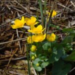 Populage des marais_9