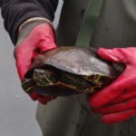 Tortue de Floride_12