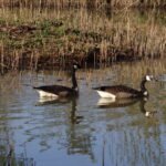 Bernache du Canada_14