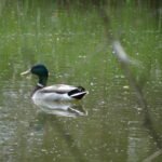 Canard colvert_18