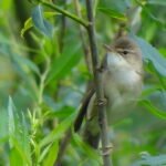 Rousserolle effarvate_25