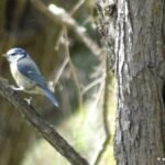 Mésange bleue_34