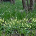 Primevère élevée_37