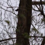 Sittelle torchepot_38