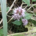 Menthe aquatique_384