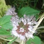 Menthe aquatique_385