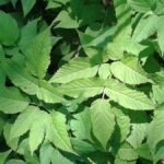 Herbe aux goutteux_485