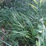 Laîche des marais_1346