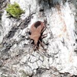 Corée marginée_1428