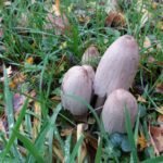 Coprin noir d&rsquo;encre_1475