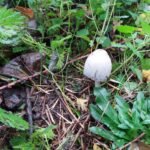 Coprin noir d&rsquo;encre_1476