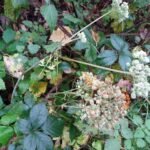 Angélique des bois_1470