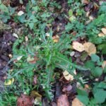 Laiteron potager_1473