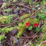 Pézize écarlate_1655