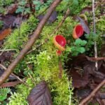 Pézize écarlate_1656