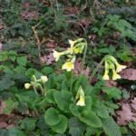 Primevère élevée_1659