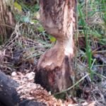 Castor d&rsquo;Europe_1818