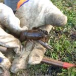 Ecrevisse de Louisiane_1823