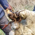 Ecrevisse de Louisiane_1824