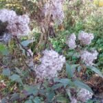 Eupatoire chanvrine_1975