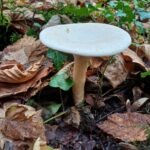 Clitocybe géotrope_2189