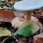 Clitocybe géotrope_2190