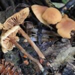 Alnicola striatula_508