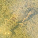 Ecrevisse américaine_178