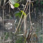 Gallinule poule-d&rsquo;eau_430