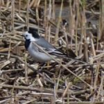 Bergeronnette grise_448