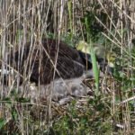 Bernache du Canada_449