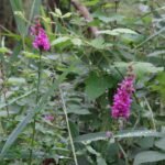 Salicaire commune_598