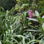 Balsamine de l&rsquo;Himalaya_599