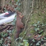 Ecureuil roux_640