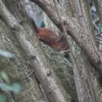Ecureuil roux_641