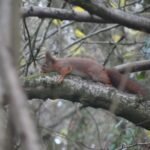 Ecureuil roux_642
