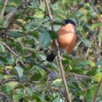 Bouvreuil pivoine_1215