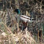 Canard colvert_153