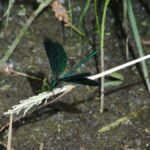 Caloptéryx vierge_285