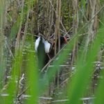 Gallinule poule-d&rsquo;eau_288