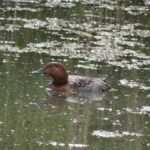 Fuligule milouin_284