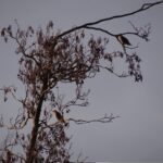 Grive musicienne_1478