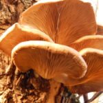 Pleurote en forme d&rsquo;huître_635