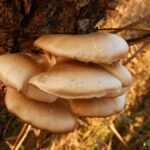 Pleurote en forme d&rsquo;huître_636