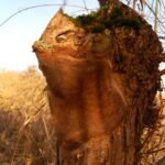 Polypore ferrugineux_637