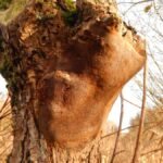 Polypore ferrugineux_638