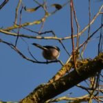 Orite à longue queue_1221