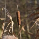 Massette à larges feuilles_138