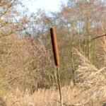 Massette à larges feuilles_139