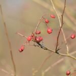 Aubépine monogyne_148